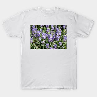 Bearded Iris T-Shirt